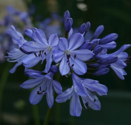 agapanthus heaven