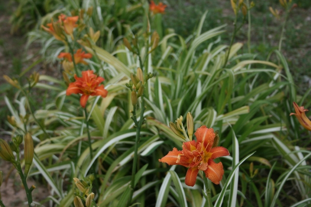 Hemerocallis Fulva Variegated Kwanso