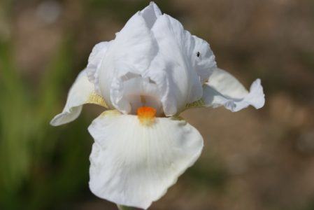 IRIS germanica Frost and Flame