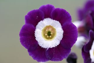 PRIMULA auricula Remus - Woottens Plant Nursery. Auricula specialists.