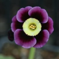 Auricula Archives - Woottens Plants