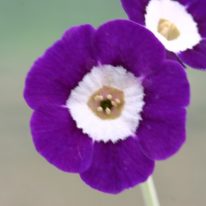 Auricula Selfs Collection – The Gardening Register