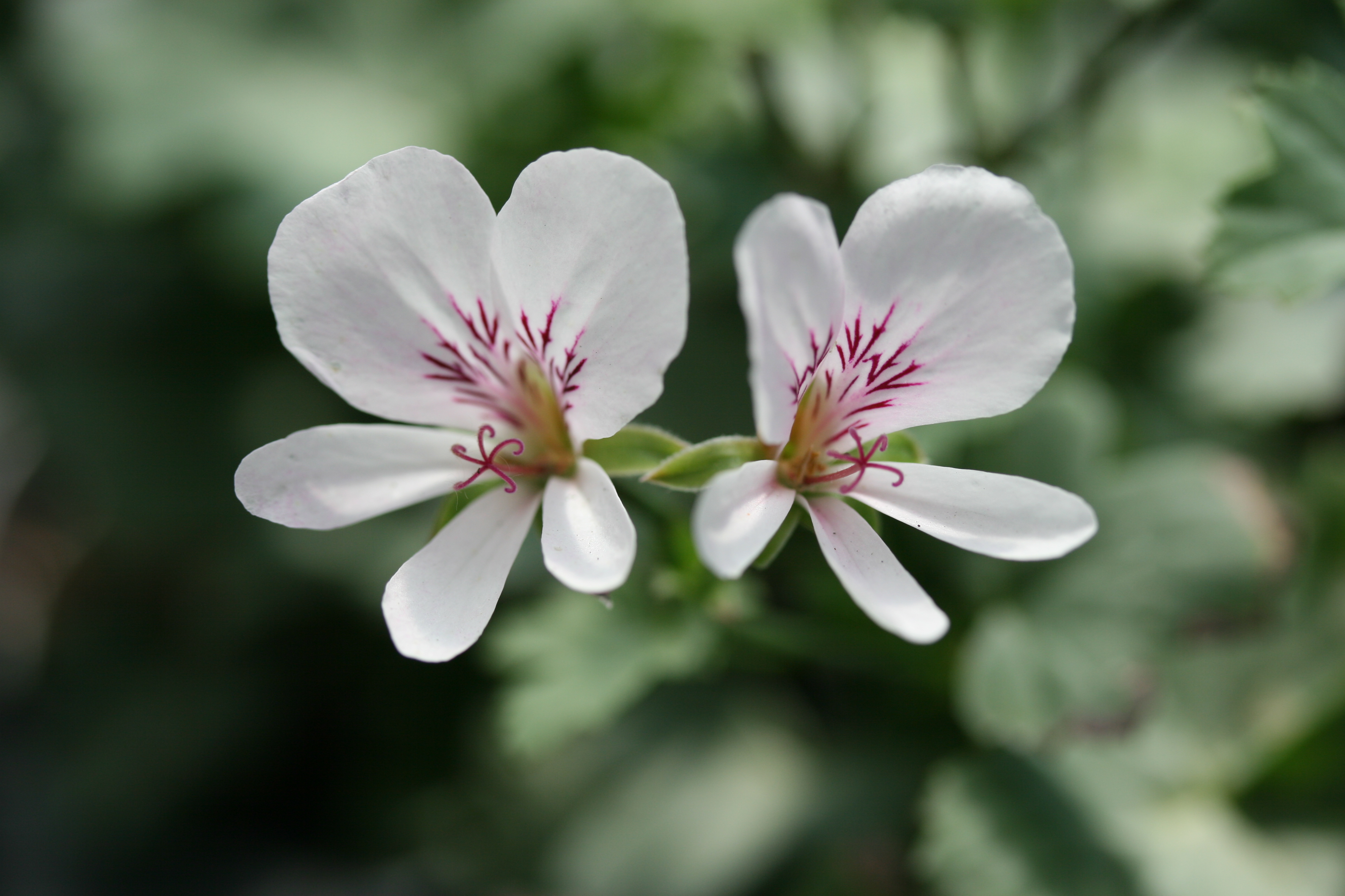 Принц полукровка пеларгония. Пеларгония p. grandiflorum. Claudette пеларгония. Пеларгония Pelargonium grandiflorum Franny. Пеларгония Pelargōnium French Vanilla.