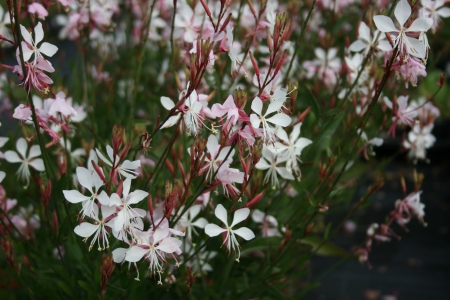 Oenothera Lindheimeri Whirling Butterflies Woottens Plants