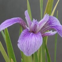 Iris setosa subsp. Canadensis