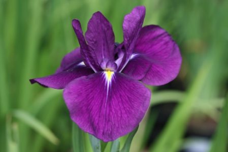 Iris ensata Purple
