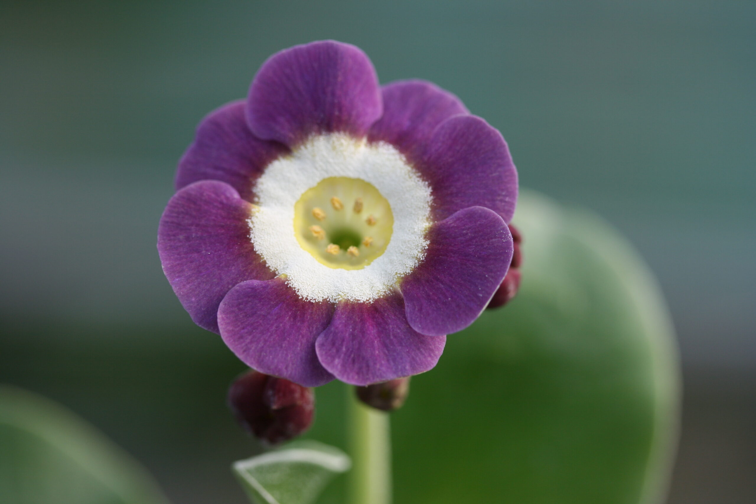 flower auricula