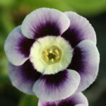 auricula Archives - Woottens Plants