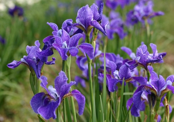 Sibirica Iris Care Notes - Woottens Plants