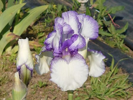 Iris Violet Icing